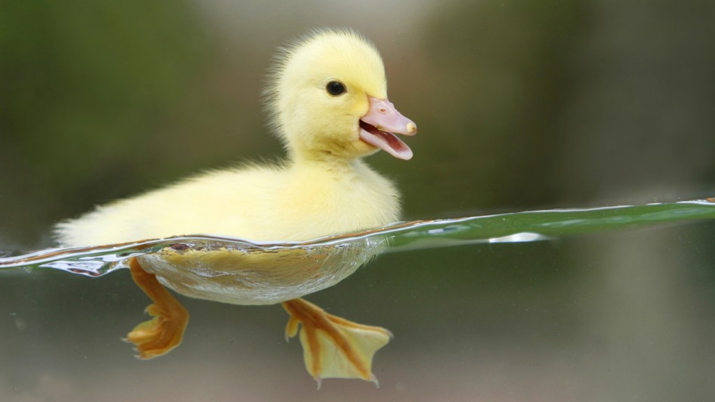 Baby-Duck-Swimming-In-Water-Wallpaper